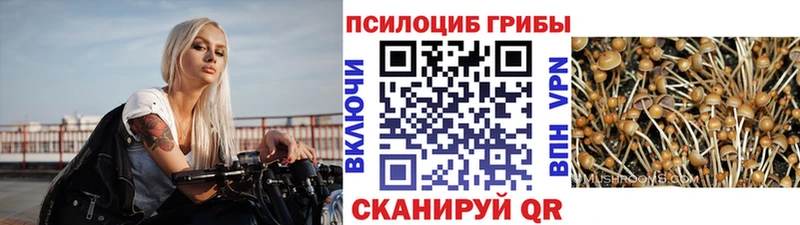 Псилоцибиновые грибы Cubensis  Ноябрьск 
